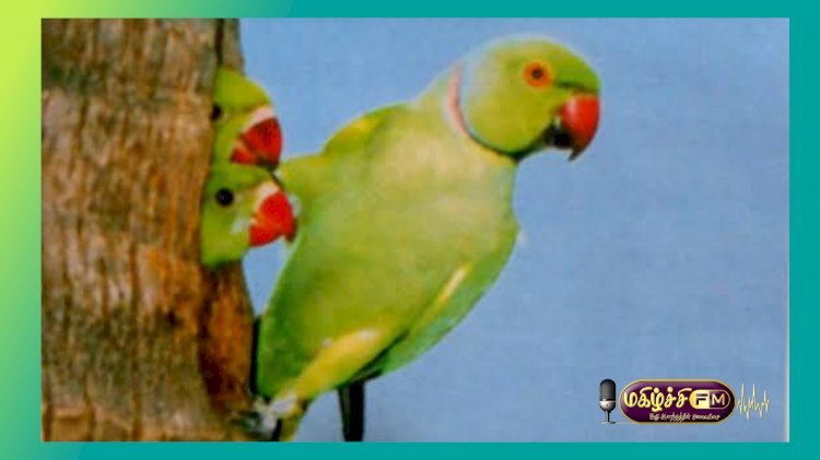மரக்கிளிகள்