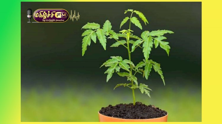 மரமே வரம்...021