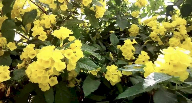 மஞ்சள் அரளிப்பூக்கள்