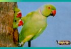 மரக்கிளிகள்