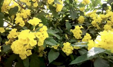 மஞ்சள் அரளிப்பூக்கள்